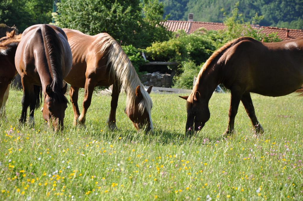 Agriturismo B&B Luna Di Quarazzana In Fivizzano Tuscany Exterior photo